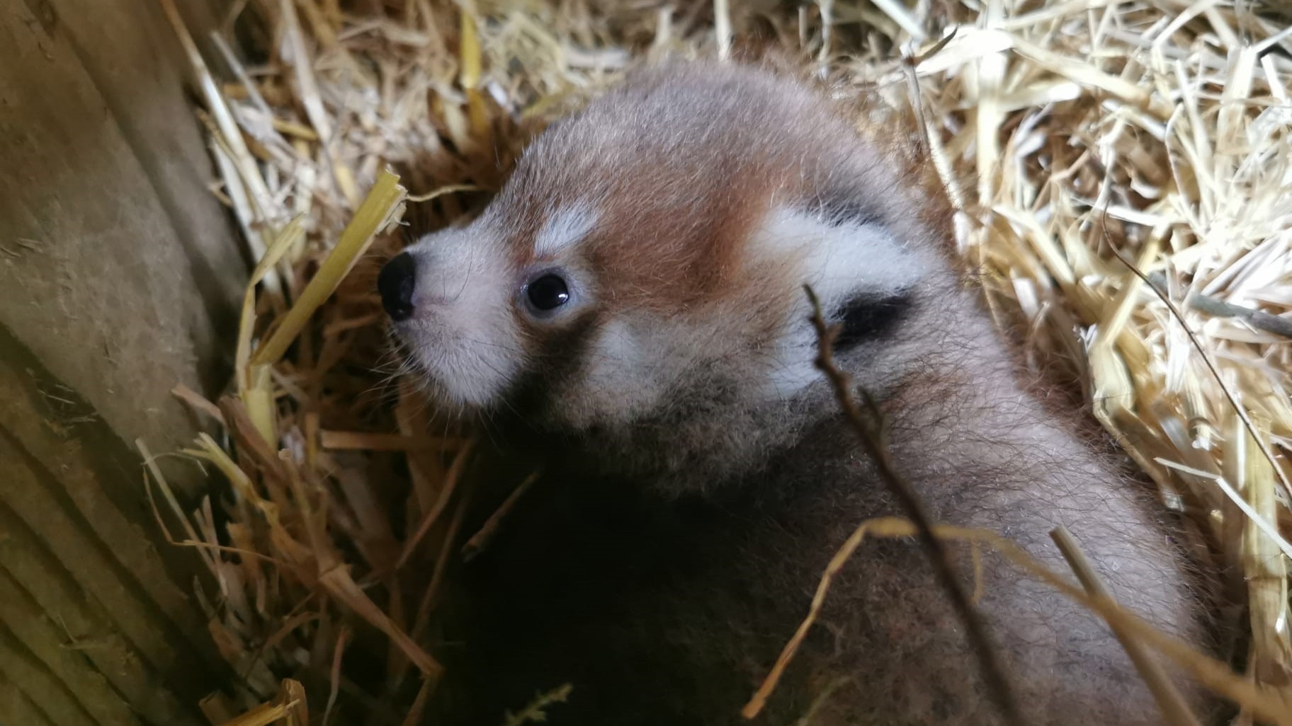 Endangered Red Panda Cubs Born At Paignton Zoo Itv News West Country