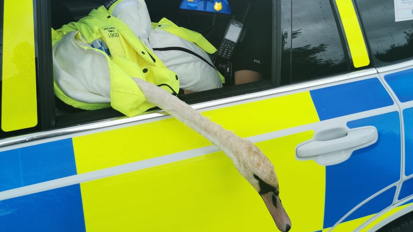 No luck catching them swans then? Actually, yes. ITV News Anglia