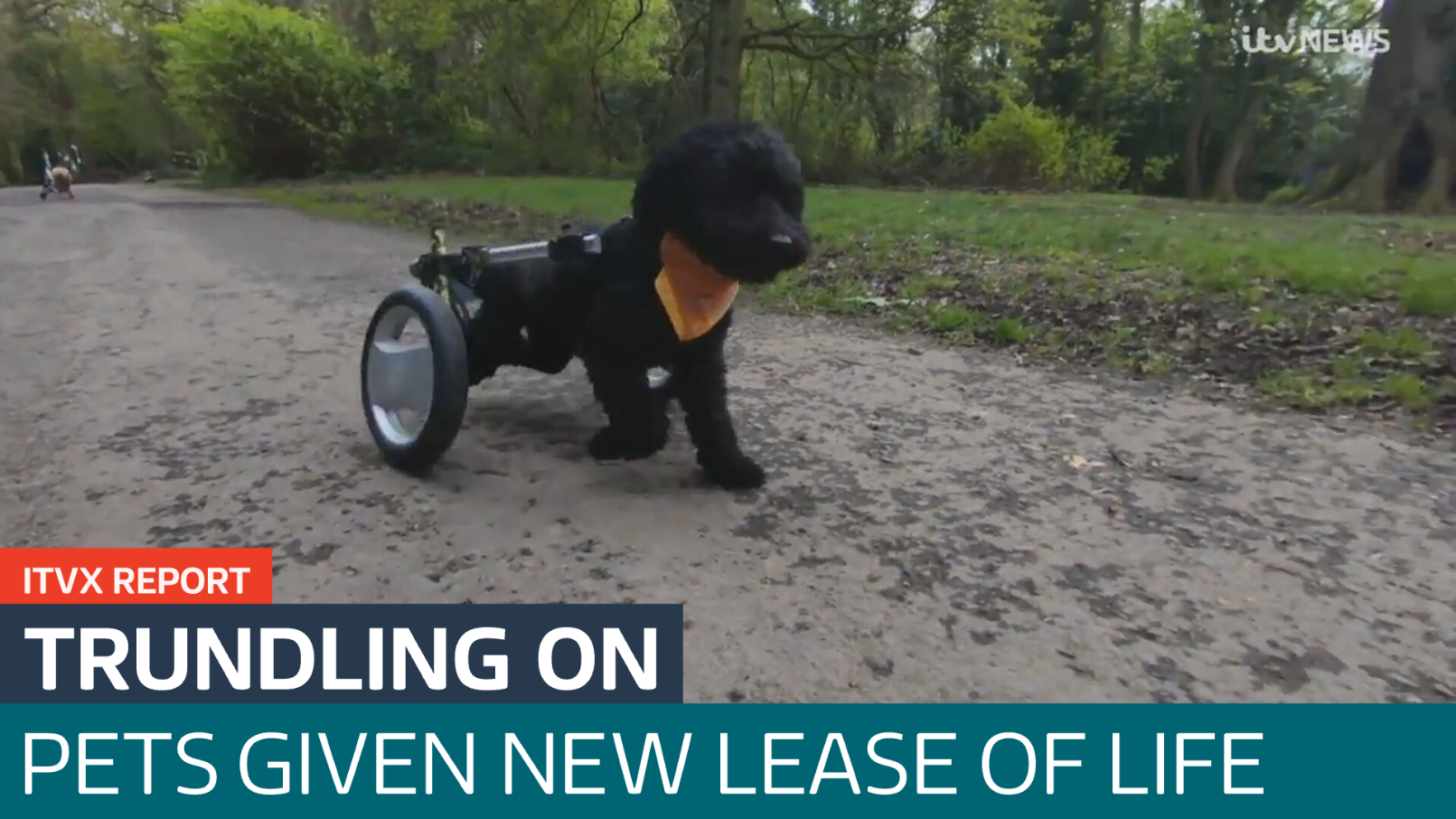 Engineering new lease of life for dogs - Latest From ITV News