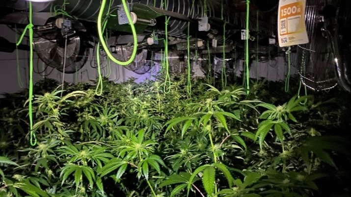 Police Raid On 'cannabis Factory' In Suffolk Village Finds 1,000 Plants ...