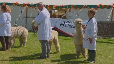 NORTHUMBERLAND COUNTY SHOW RUSHES