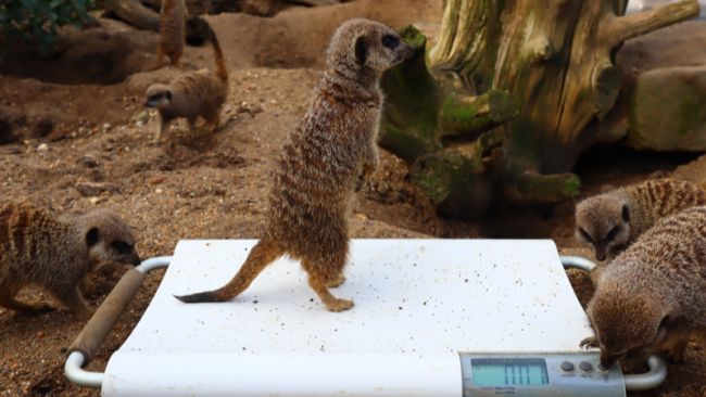 A meerkats stands on the scales during the annual weigh-in at Drusillas Zoo Park in East Sussex