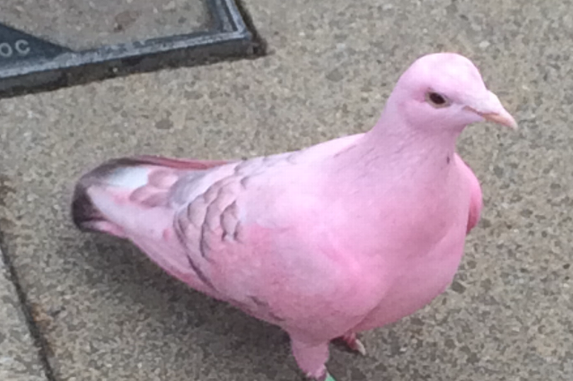 Locals stunned as pink pigeon spotted in Solihull | ITV News Central