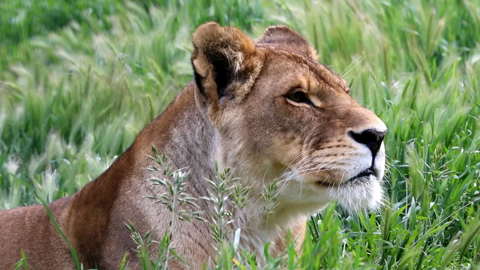 Lions of Lockdown' rescued from French circus freed in South