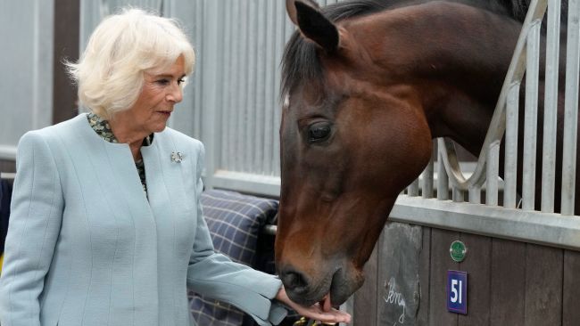 ANGLIA 010623 Camilla feeds retired racecourse a Polo mint
Credit: ITV News Anglia