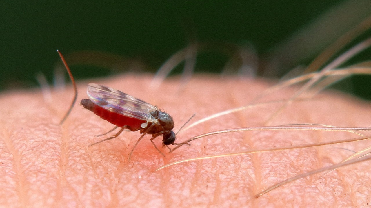 Why Scotland's midge population has surged and why a 'mega second