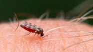 Why Scotland s Midge Population Has Surged And Why A mega Second 