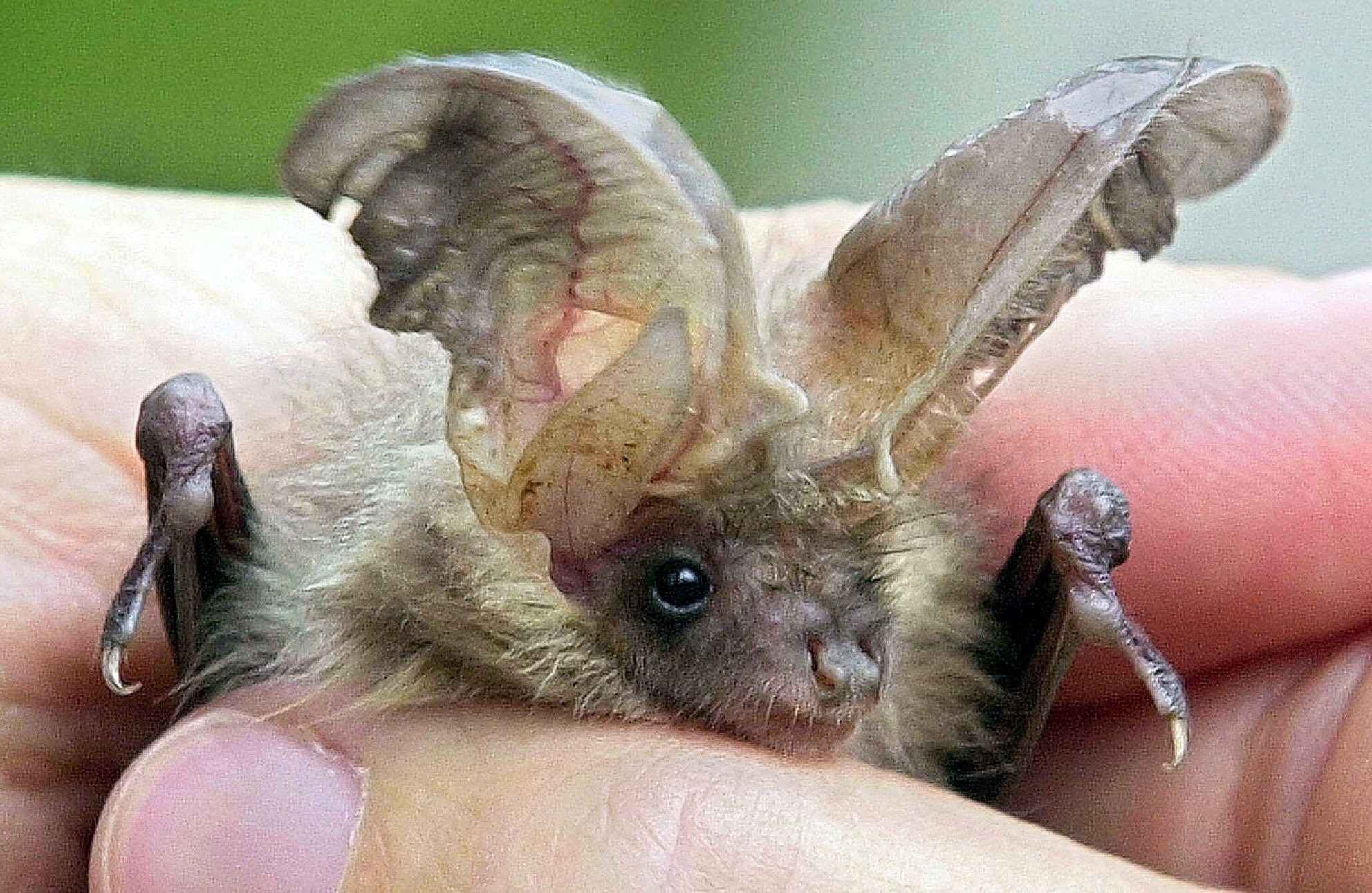 Long eared bat