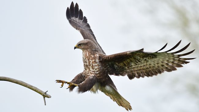 A common buzzard in flight