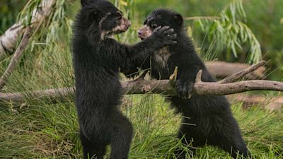 First Andean bears born in UK seen for first time.