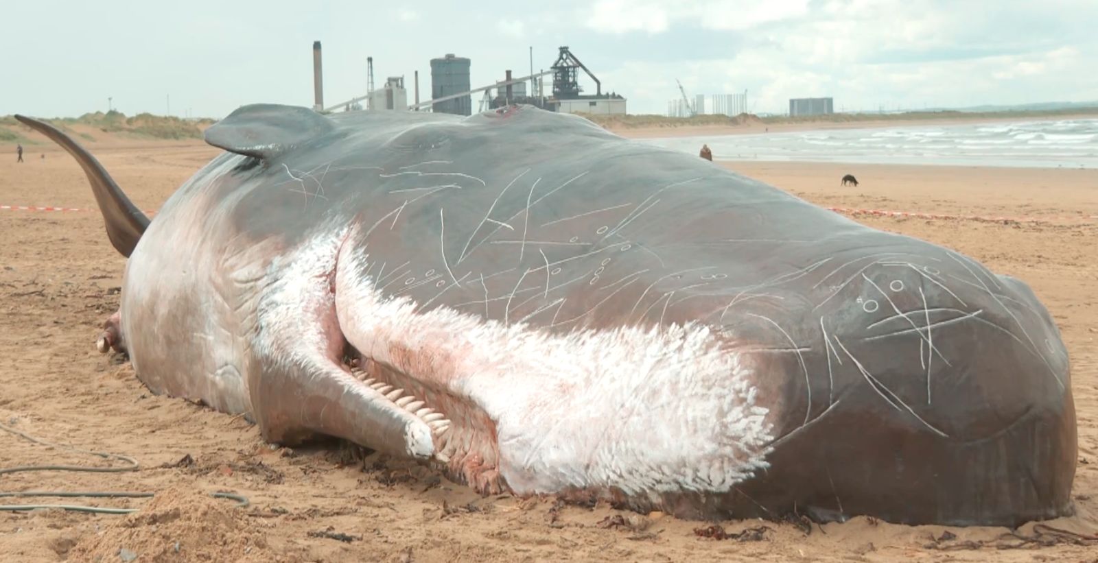 The Redcar 'beached whale' looked real and smelled real but was not all it  seemed