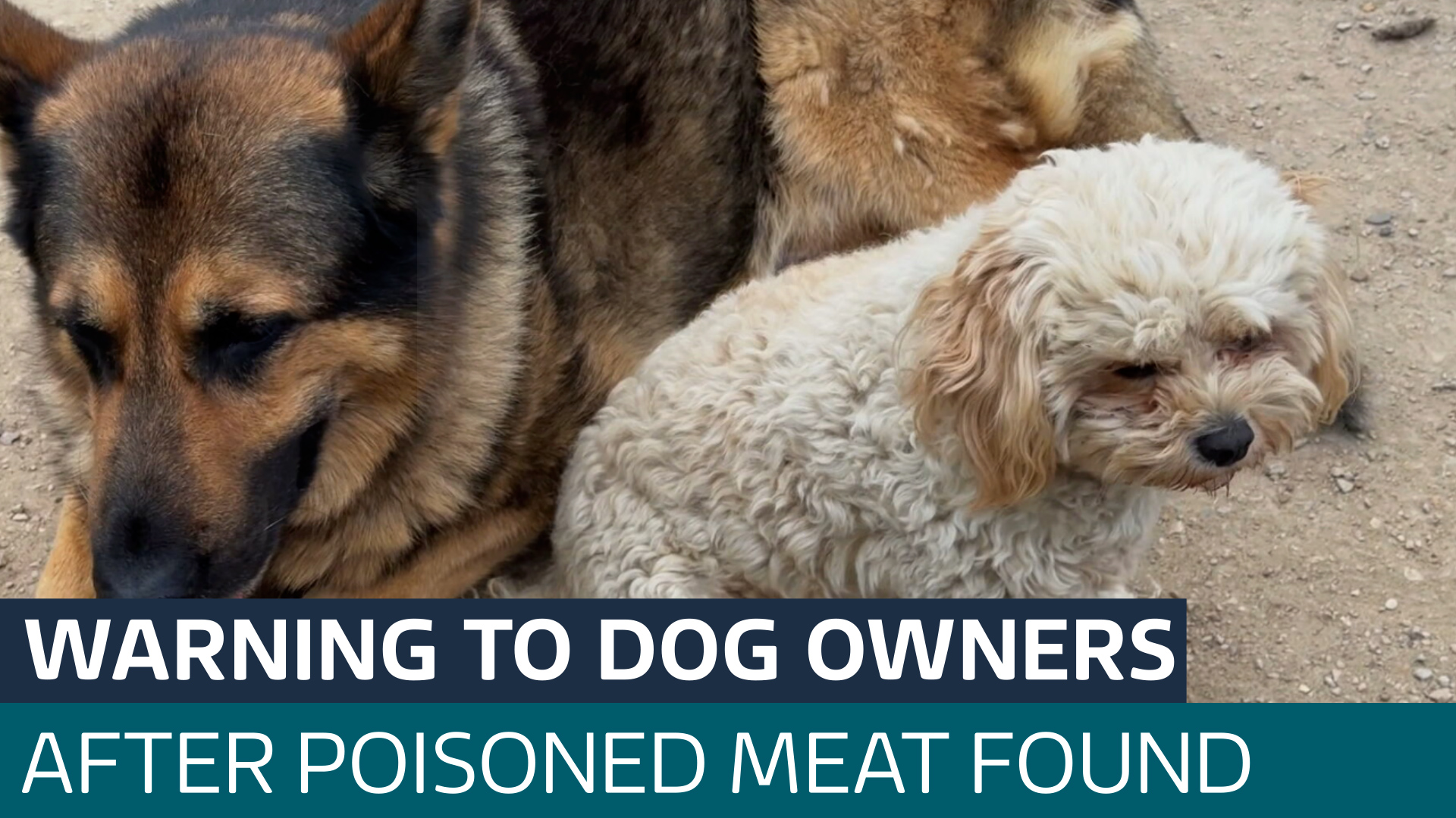 Suspected poisoned meat leaves animals seriously ill and dead - Latest