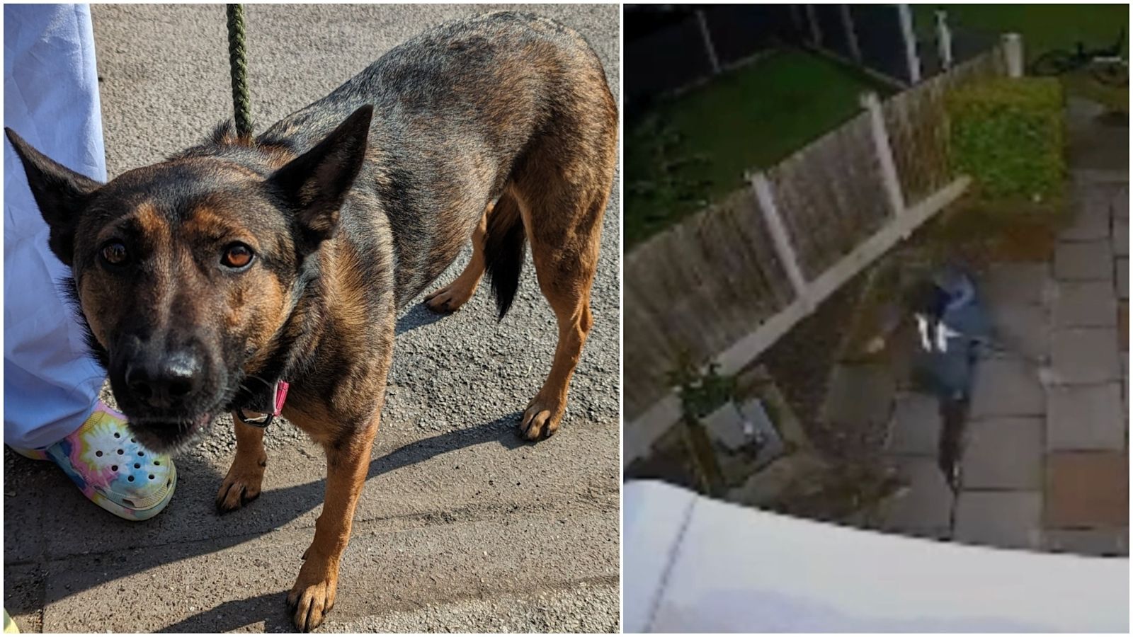 Man banned from owning dogs for two years after punching his pet | ITV News  Granada