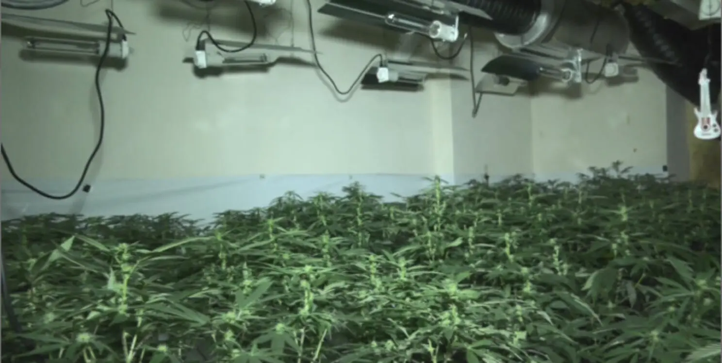 £1 million worth of cannabis seized after large-scale factory found in ...