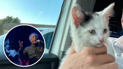 Kitten hitches a lift from Wales to Leeds
