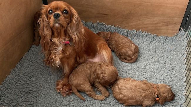 Police are appealing for information following the theft of a dog and four puppies in Coney Weston in Bury St Edmunds yesterday.
Credit: Suffolk Police.