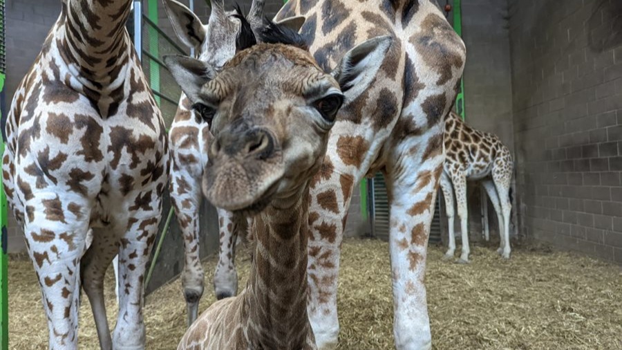 Baby Giraffe 'Ballyhenry' Born At Belfast Zoo | UTV | ITV News