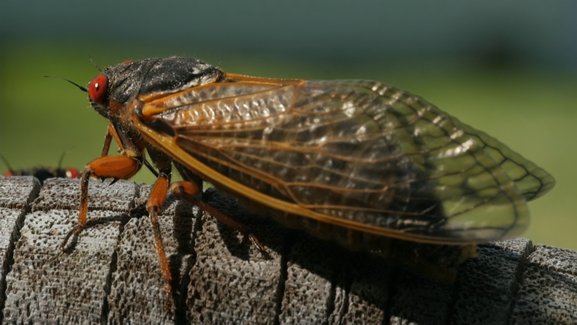 JUST LANDED: The Ripple Cicada is here!