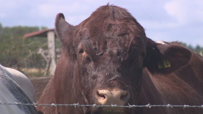Farm Safety Week: the dangers of working with livestock