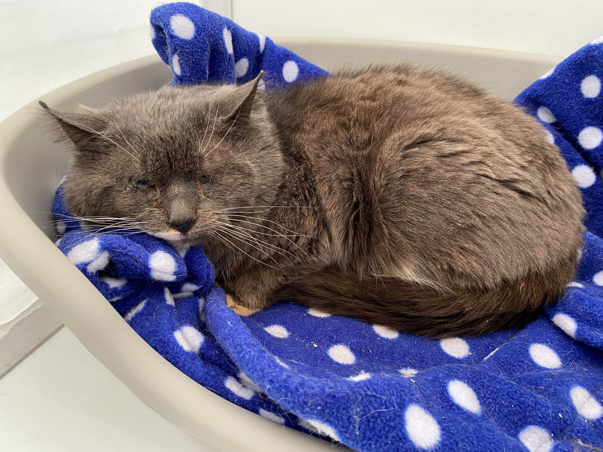 RSPCA appeal after cat is found dumped in bag and left in Blackpool