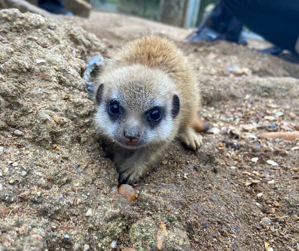Sussex zoo welcomes new baby animals including meerkats and tamarins | ITV  News Meridian