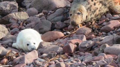 29/11/21. A seal pup which has survived bad weather in St Abbs Head, Berwickshire. More than 200 have died following Storm Arwen. St Abb's Head National Nature Reserve, used with permission from National Trust for Scotland press office.