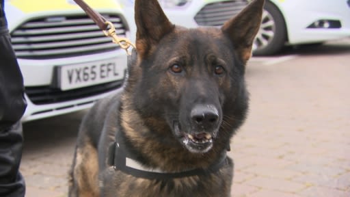 how old are police dogs when they retire