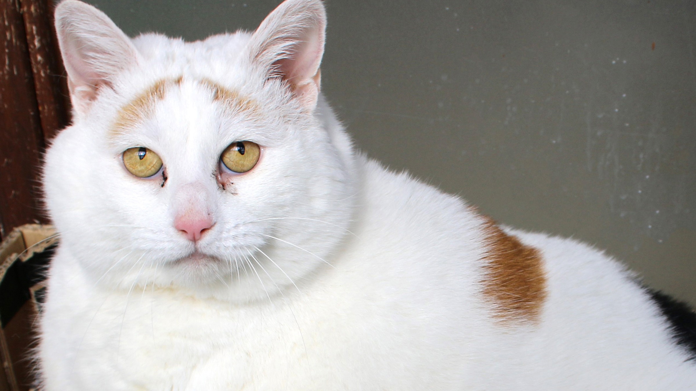 Fat cat up for clearance adoption