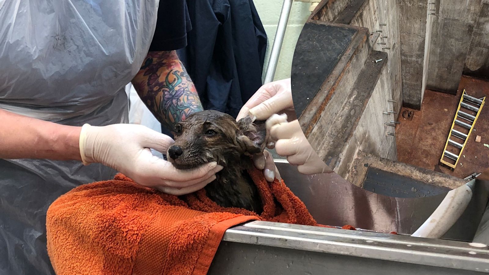 Fox cubs found covered in oil rescued by RSPCA after falling into deep ...