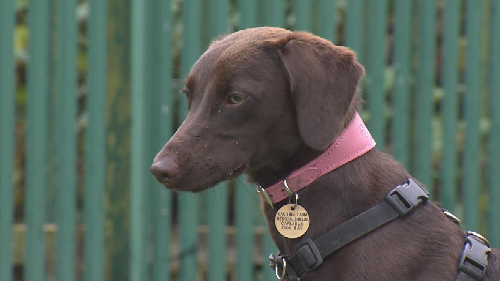 Surge of 'lockdown puppies' in Cumbria's animal rescue centres | ITV News  Border
