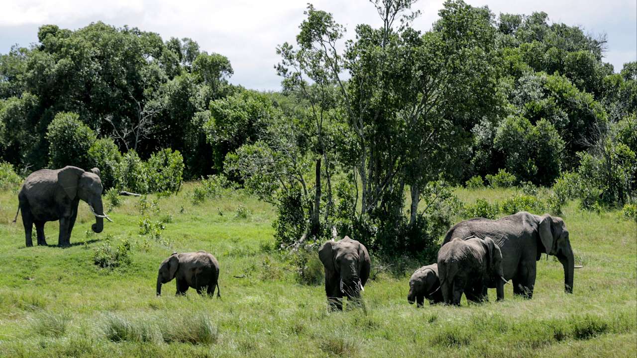 British tourist among two killed by elephant in Zambia