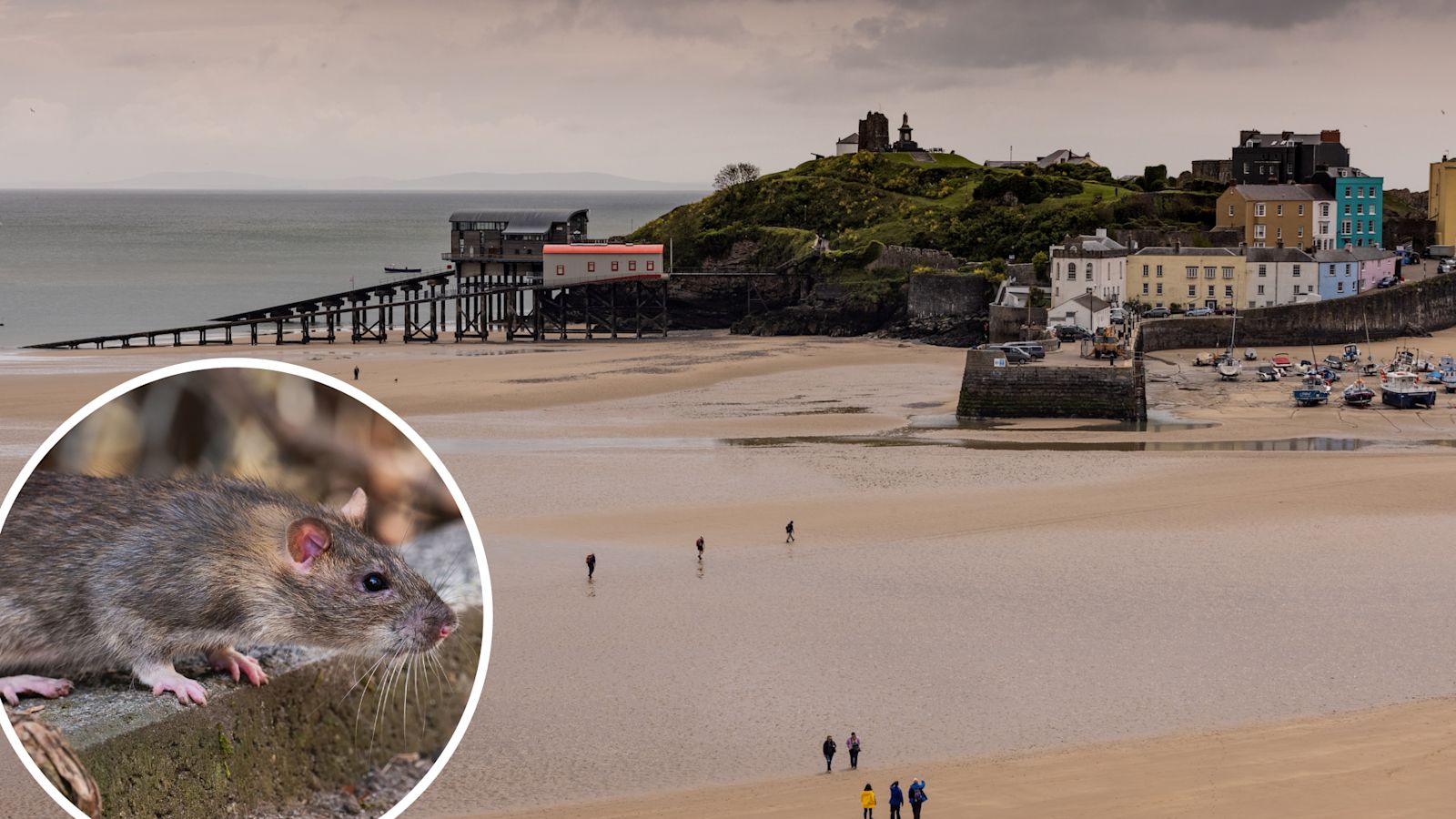Edge Rat Rat 'infestation' in rocks leads to 'unstable' Tenby cliff edge ...