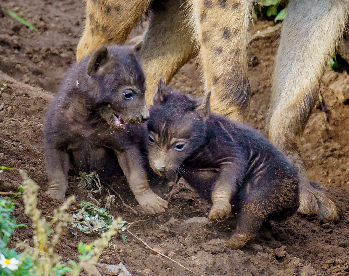 First pair of hyena cubs born at Yorkshire Wildlife Park | ITV News