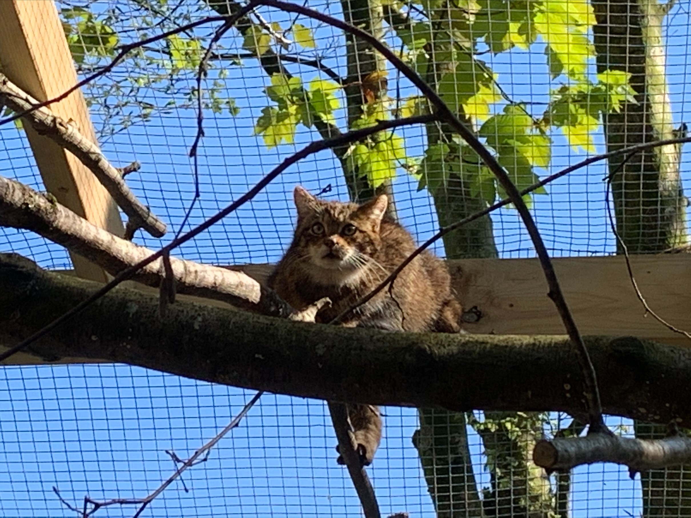 Two critically endangered wildcats arrive at Dartmoor Zoo ITV News
