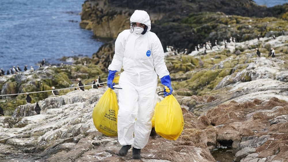 Bird flu: Britain's seabirds face 'catastrophe' as avian flu devastates ...
