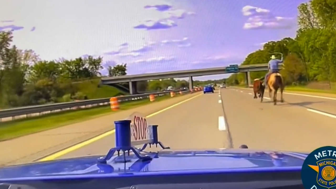 Lasso wielding wrangler chases down runaway cow on highway