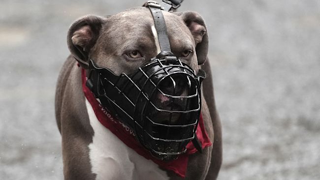 muzzled XL bully