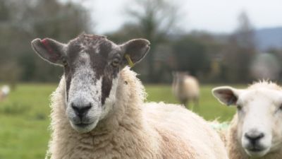 The loss of sheep can substantially impact farmers' finances