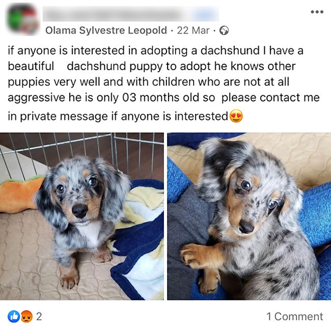 Adopt a online pet private owner