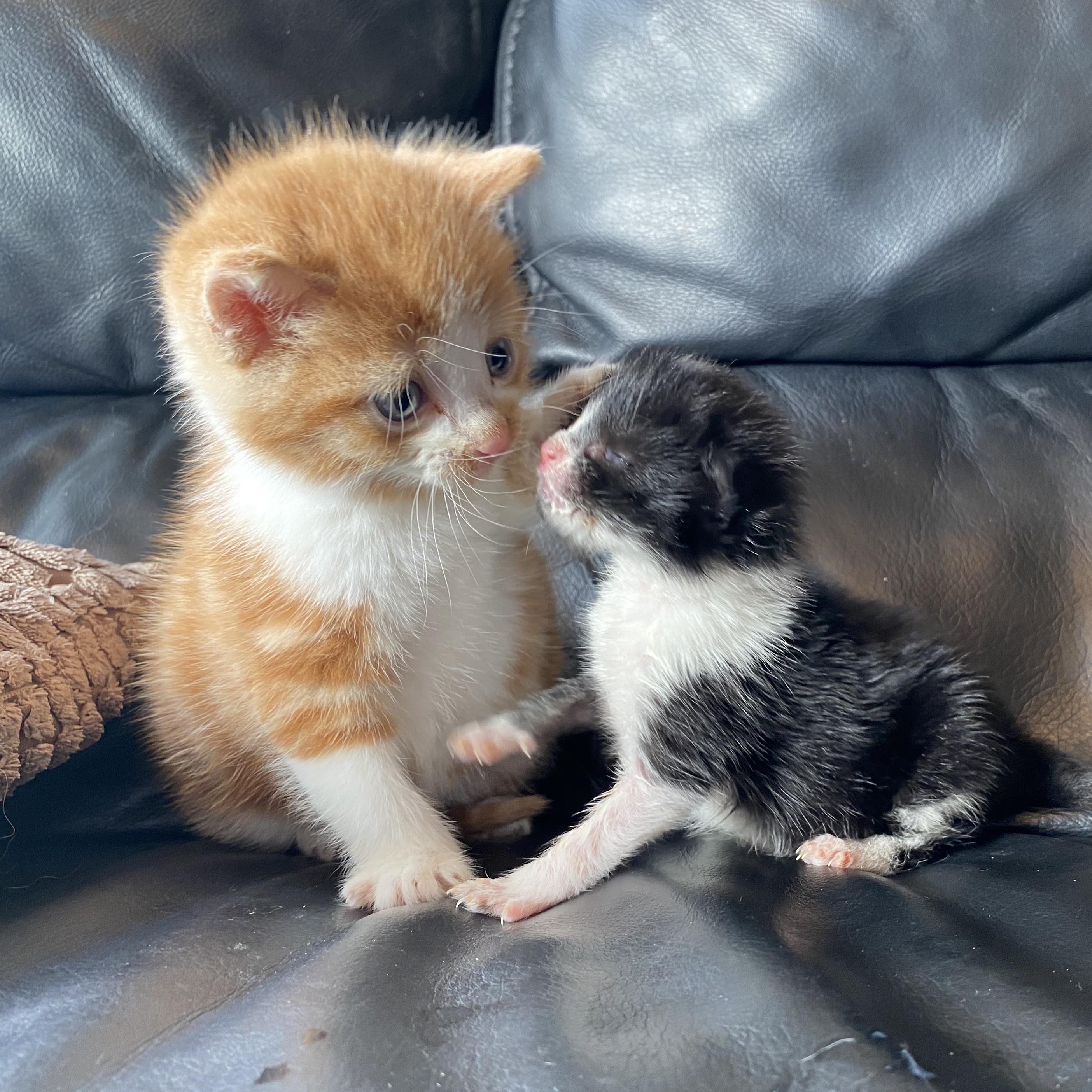 Kittens Lennon and Ringo get by with a little help from their friends ...