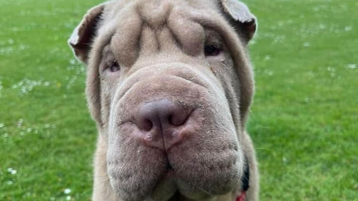 Bald shar hot sale pei