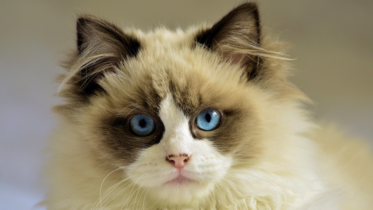 Person in Oregon catches bubonic plague