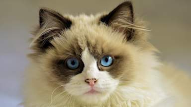Person in Oregon catches bubonic plague from pet cat, officials report 