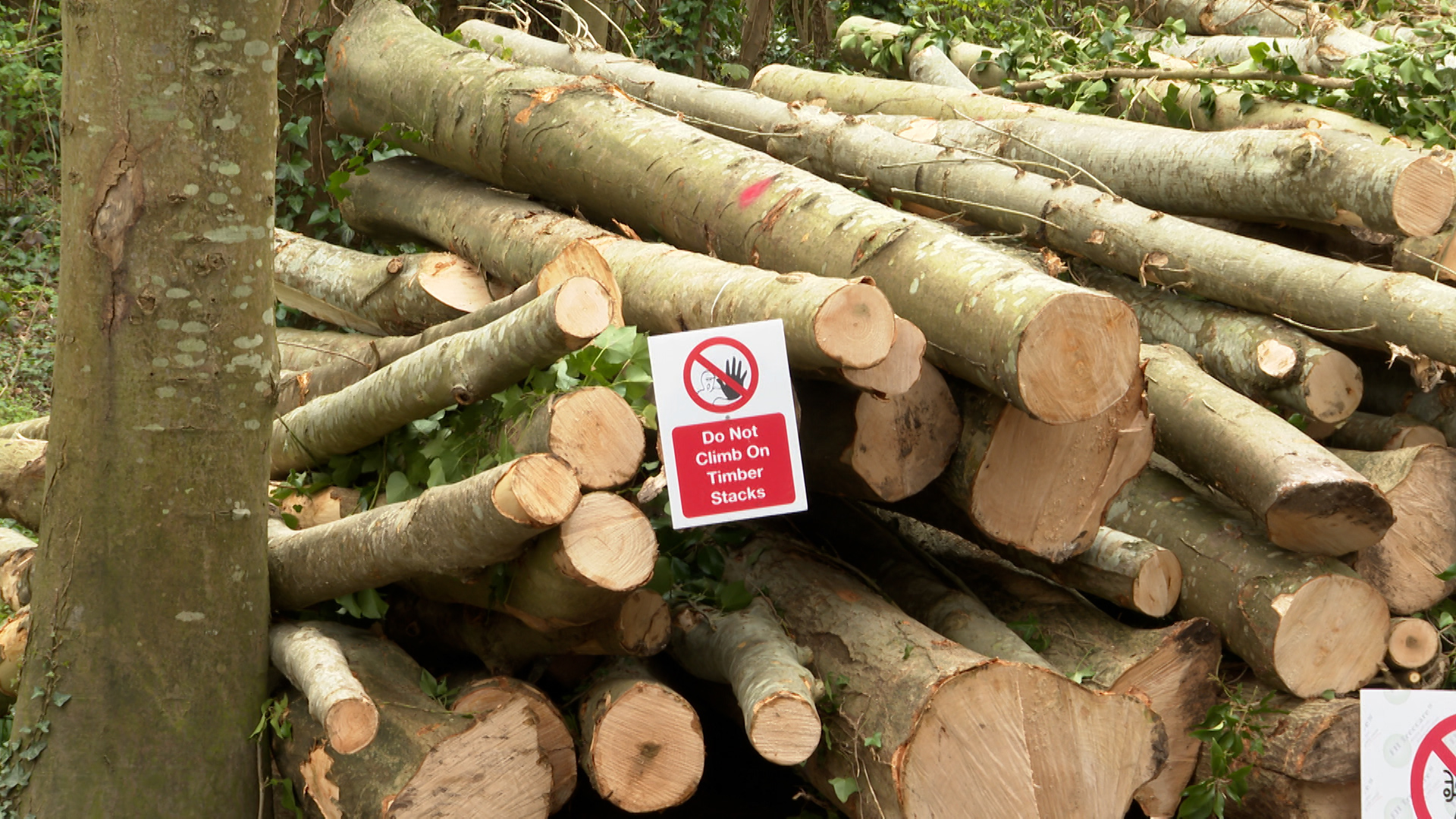 Millions of infected ash trees to be chopped down across southern
