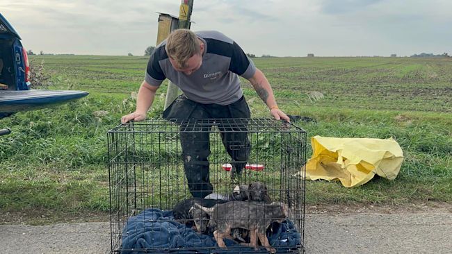 The dogs were put into a cage to keep them safe while the builders took them to a nearby vet