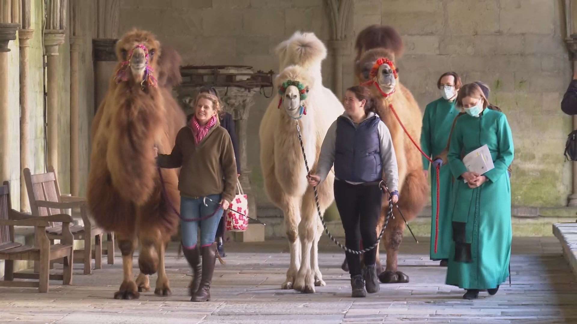 Meet the three camels coming to Salisbury Cathedral this Christmas