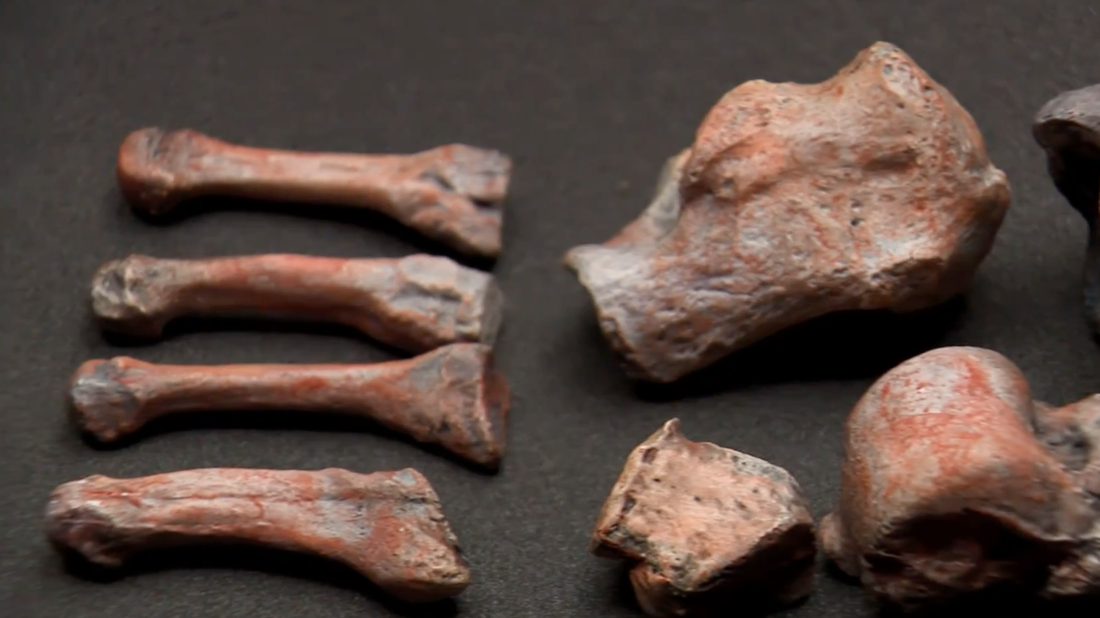 Red Lady of Paviland: Campaign to return 33,000-year-old human skeleton ...