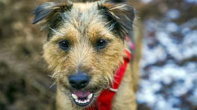 'Surge' in Alabama rot: How to spot the deadly dog disease