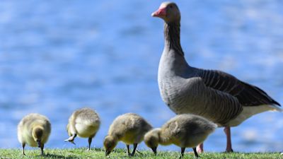 Goose stoned to death