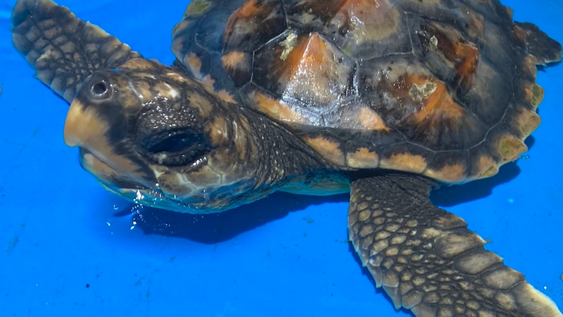 Endangered Loggerhead Turtle Protected By Two Dogs In Anglesey After 